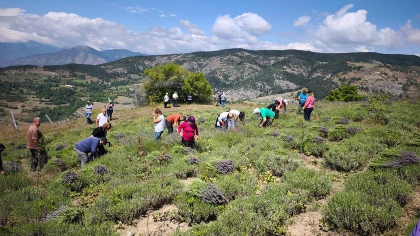 Artvinli kadınlardan örnek proje! 40 dönüm araziye ektiler, gelir kapıları oldu
