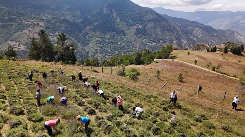 Artvinli kadınlardan örnek proje! 40 dönüm araziye ektiler, gelir kapıları oldu