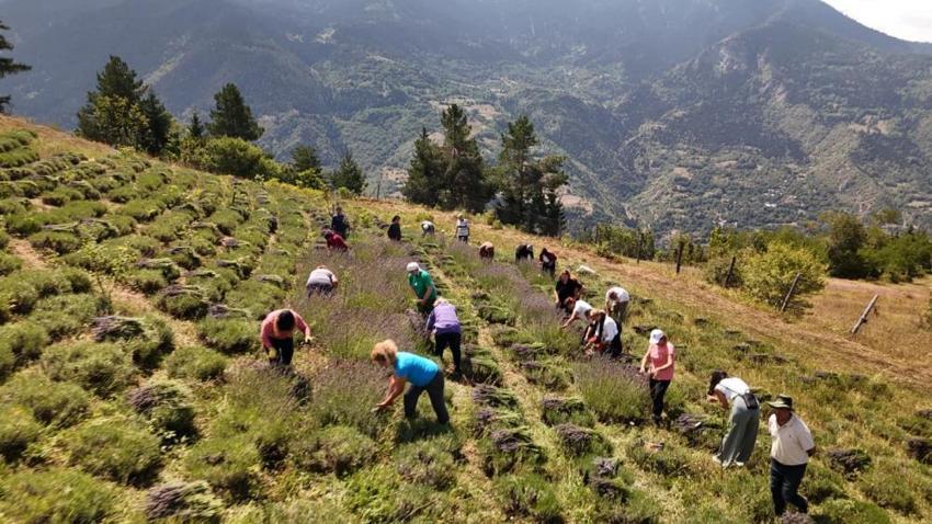 Artvinli kadınlardan örnek proje! 40 dönüm araziye ektiler, gelir kapıları oldu