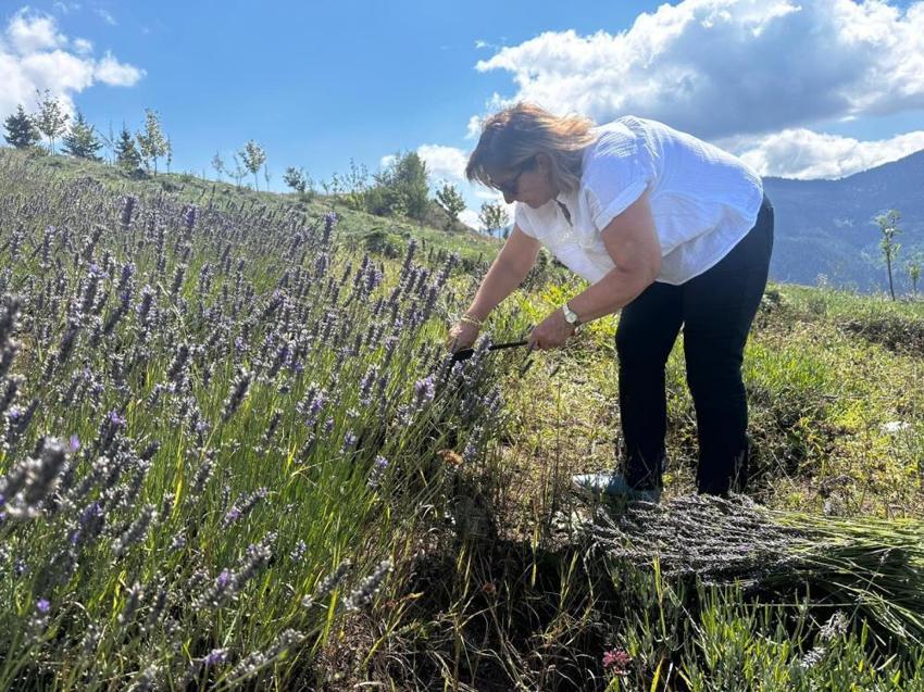Artvinli kadınlardan örnek proje! 40 dönüm araziye ektiler, gelir kapıları oldu