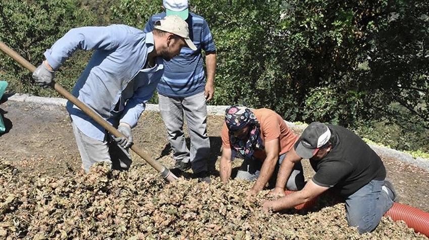Ordulu patozcu babanın 10 işçiye bedel kızı her işe koşuyor! Sezon açıldı günde 10 harmana gidiyor