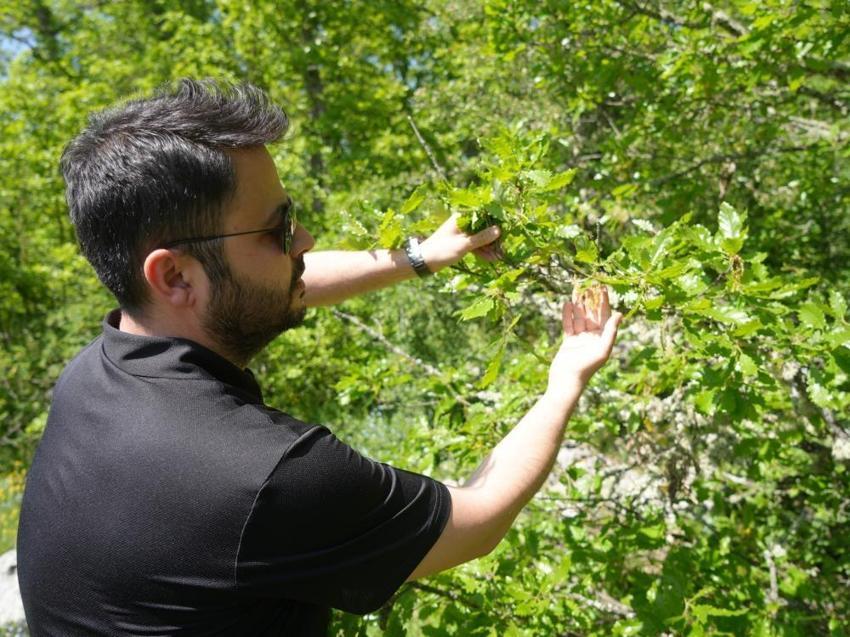Rusya'dan gelen tehlike! Ağustos ve Eylül aylarına dikkat: Alerjisi olanları etkiliyor