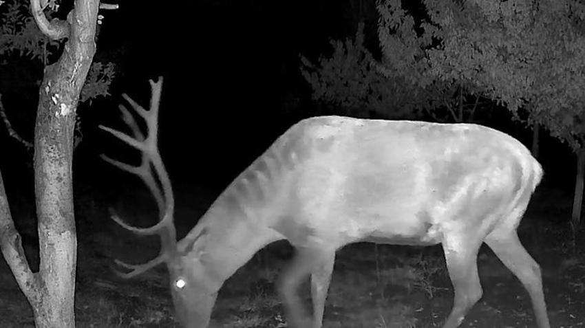 Kütahya'da mahsulü zarar gören çiftçiler fotokapan takınca gerçeği öğrendi! Onlar keçi beklerken bambaşka bir hayvan çıktı