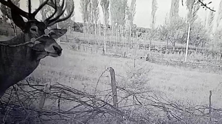 Kütahya'da mahsulü zarar gören çiftçiler fotokapan takınca gerçeği öğrendi! Onlar keçi beklerken bambaşka bir hayvan çıktı