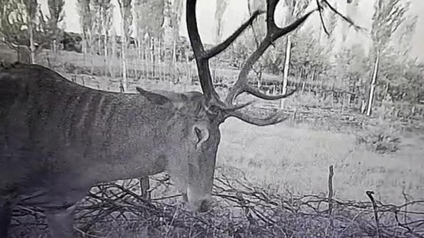 Kütahya'da mahsulü zarar gören çiftçiler fotokapan takınca gerçeği öğrendi! Onlar keçi beklerken bambaşka bir hayvan çıktı
