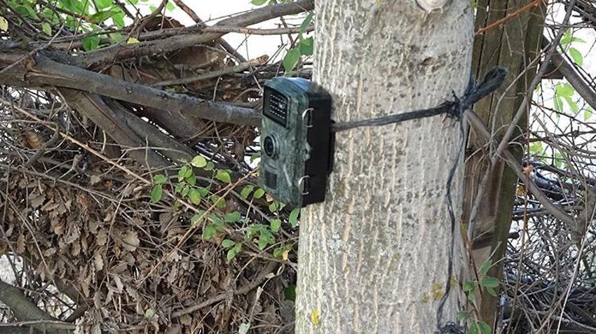 Kütahya'da mahsulü zarar gören çiftçiler fotokapan takınca gerçeği öğrendi! Onlar keçi beklerken bambaşka bir hayvan çıktı