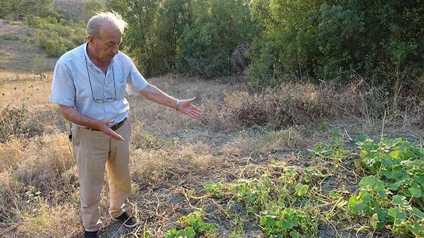 Kütahya'da mahsulü zarar gören çiftçiler fotokapan takınca gerçeği öğrendi! Onlar keçi beklerken bambaşka bir hayvan çıktı