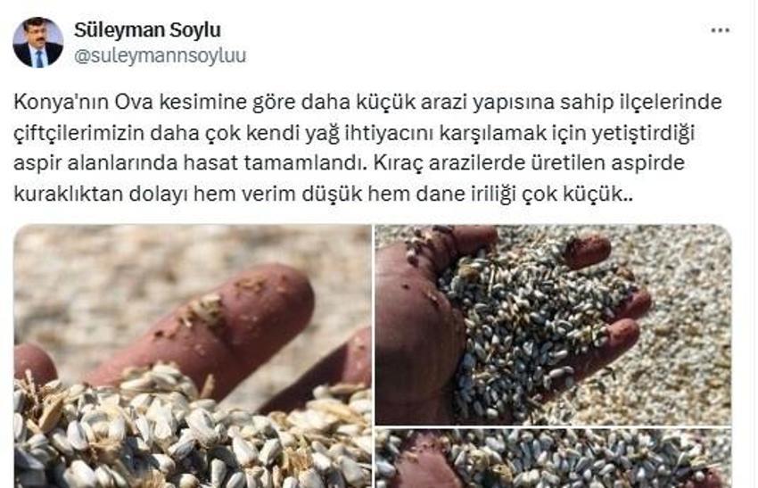 Konya’da üretilen kritik bitkiydi! Kuraklık vurdu