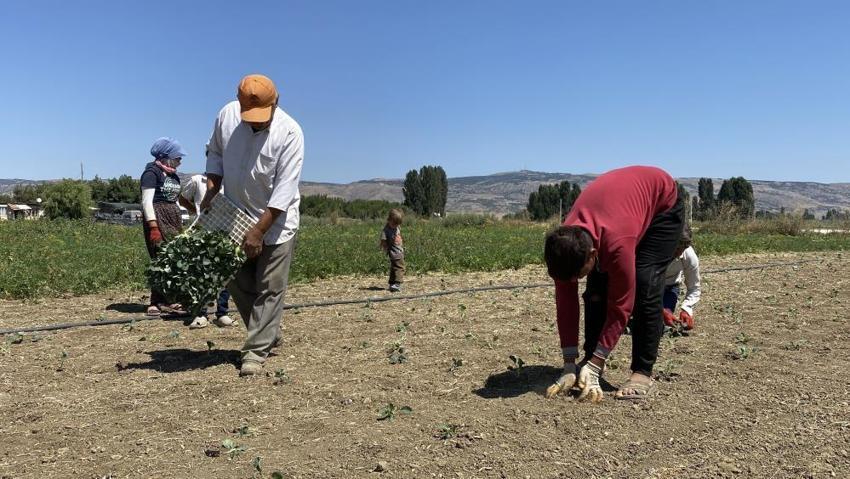 Eskişehirli çiftçiler isyan etti! Tarlada 10, markette ise 40 lira!