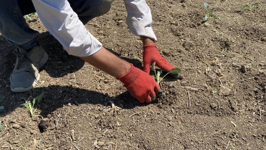 Eskişehirli çiftçiler isyan etti! Tarlada 10, markette ise 40 lira!