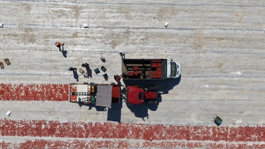 Elazığ'ın güneşi 'altına' dönüştü: 2 bin dönüm arazide üretiliyor, ABD ve Fransa'ya gönderiliyor