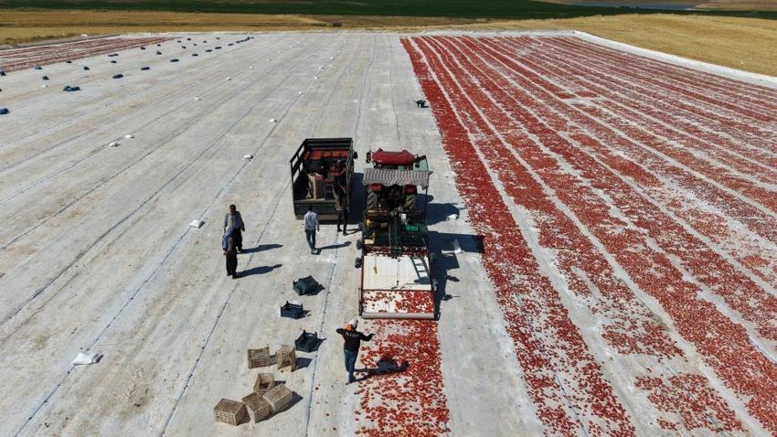 Elazığ'ın güneşi 'altına' dönüştü: 2 bin dönüm arazide üretiliyor, ABD ve Fransa'ya gönderiliyor