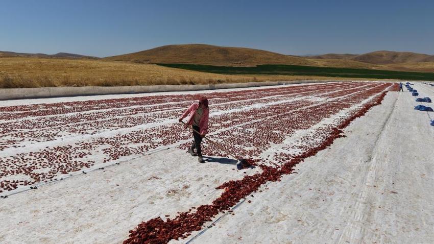 Elazığ'ın güneşi 'altına' dönüştü: 2 bin dönüm arazide üretiliyor, ABD ve Fransa'ya gönderiliyor
