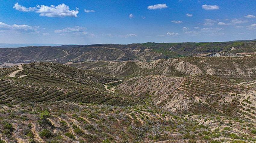 4 yıl önce kül olan Adana ormanları, yeniden hayat buluyor!