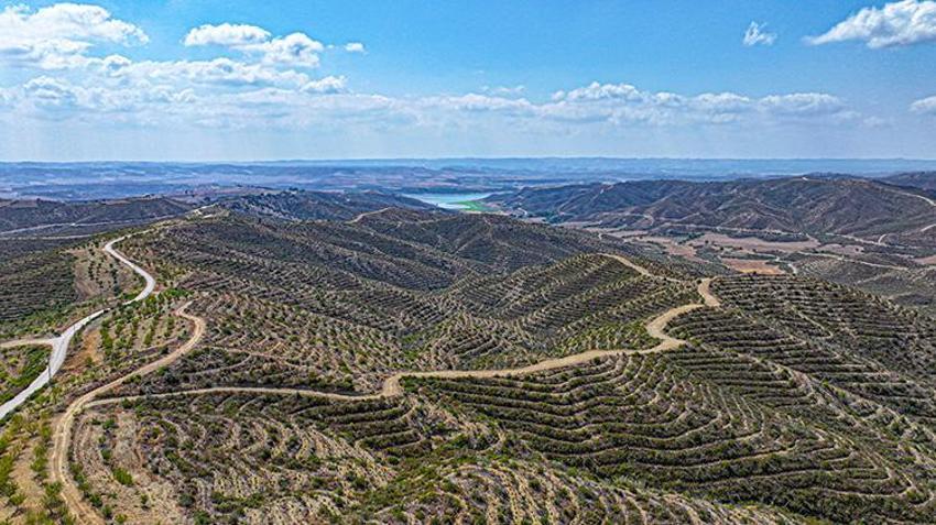 4 yıl önce kül olan Adana ormanları, yeniden hayat buluyor!