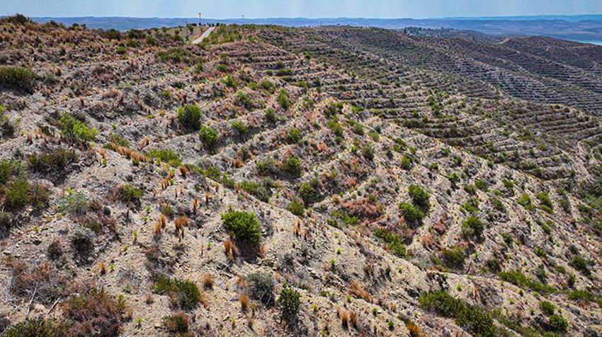 4 yıl önce kül olan Adana ormanları, yeniden hayat buluyor!