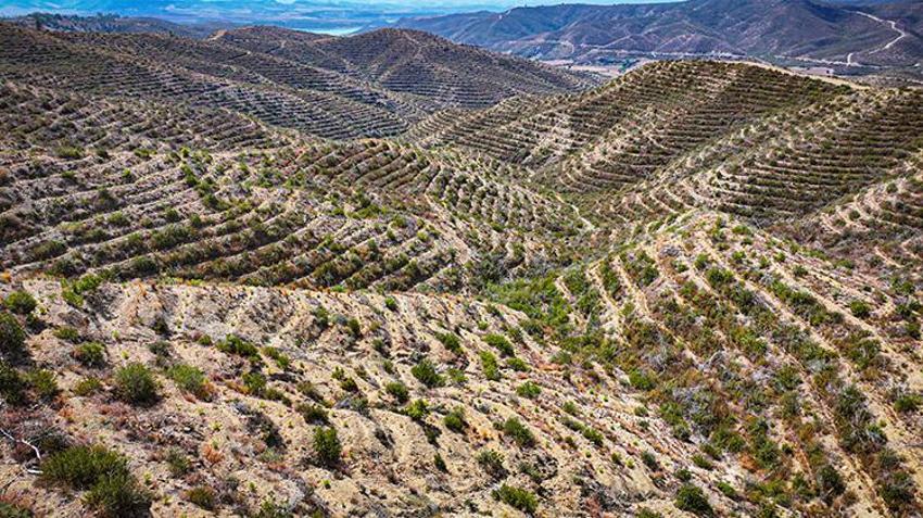 4 yıl önce kül olan Adana ormanları, yeniden hayat buluyor!
