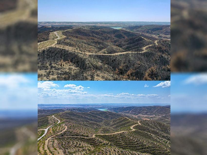 4 yıl önce kül olan Adana ormanları, yeniden hayat buluyor!