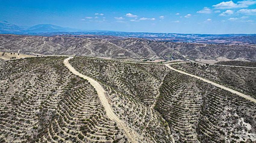4 yıl önce kül olan Adana ormanları, yeniden hayat buluyor!
