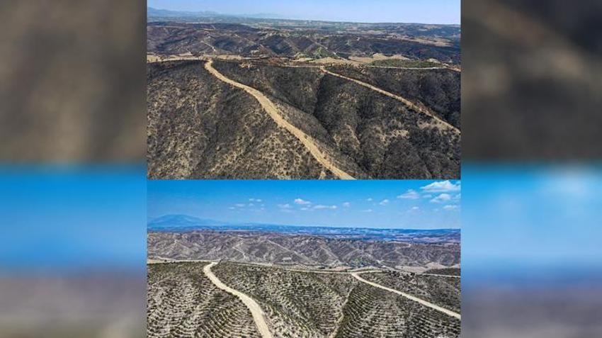 4 yıl önce kül olan Adana ormanları, yeniden hayat buluyor!