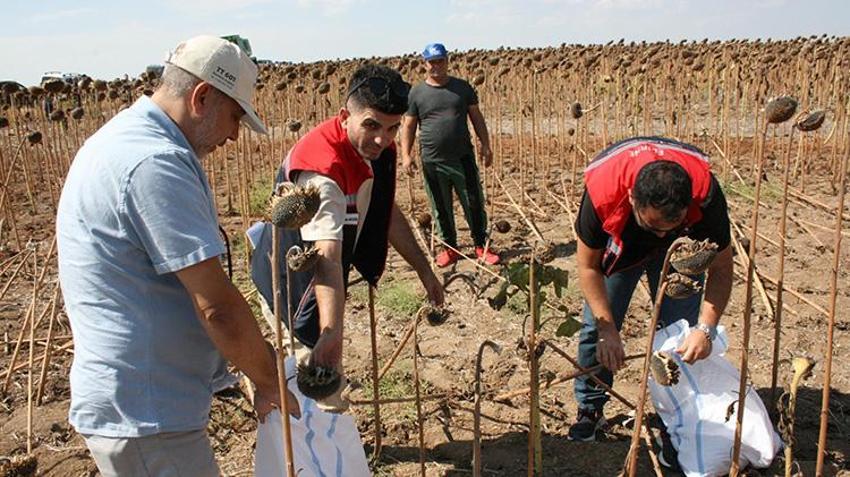 Kuraklık ayçiçeğini vurunca ne yapılmalı? İşte bilim adamlarından çiftçiye kritik tavsiye: 'Tek bir yöntem yeterli'