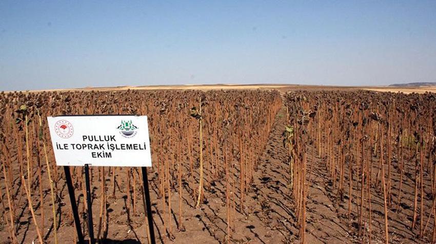 Kuraklık ayçiçeğini vurunca ne yapılmalı? İşte bilim adamlarından çiftçiye kritik tavsiye: 'Tek bir yöntem yeterli'