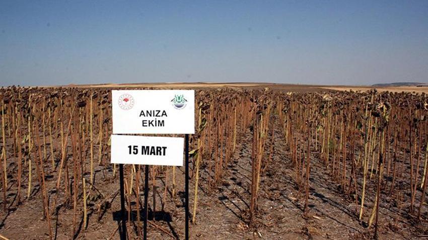 Kuraklık ayçiçeğini vurunca ne yapılmalı? İşte bilim adamlarından çiftçiye kritik tavsiye: 'Tek bir yöntem yeterli'