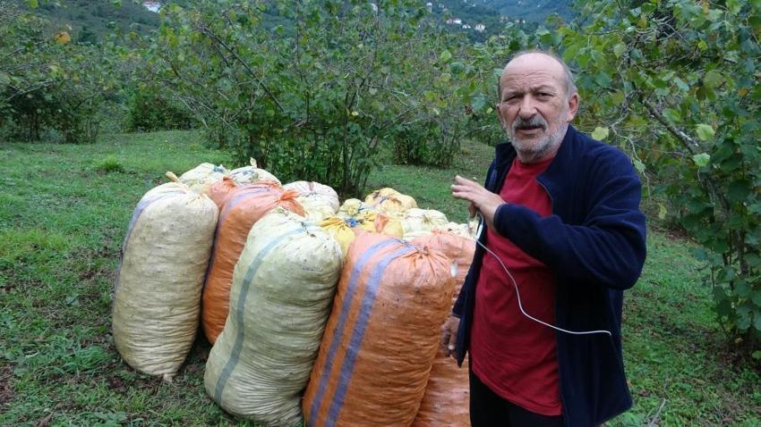 Giresunlu fındık üreticisi teknolojiden faydalandı zahmetten kurtuldu! İşçi bulamayınca bu yöntemi denedi