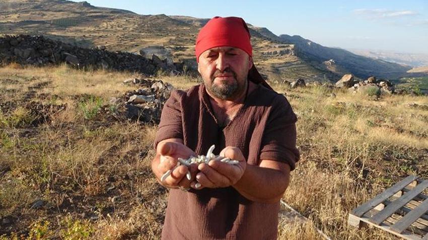 Malatya'da kendiliğinden yetişiyor kilosu 10 bin TL! Bu bitkiyi bulan hazine bulmuş gibi seviniyor