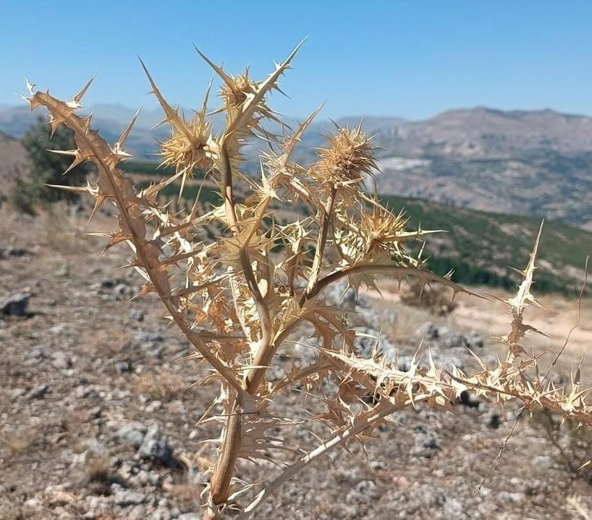 Malatya'da kendiliğinden yetişiyor kilosu 10 bin TL! Bu bitkiyi bulan hazine bulmuş gibi seviniyor