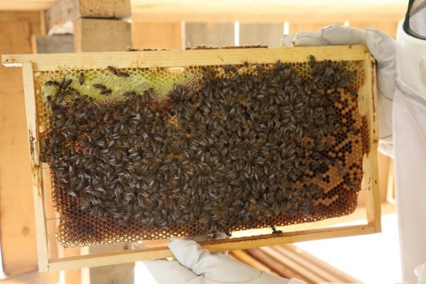 Fiyatı belli oldu! Artvin'de kilosu 2 bin 500 liradan satılacak