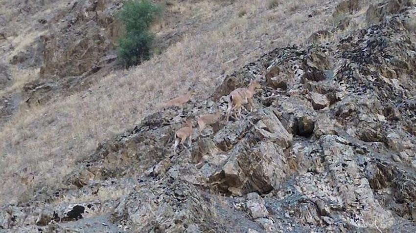 Yüksekovalı köylülerden anlamlı hareket! Yaban keçilerine sahip çıktılar sayıları arttı