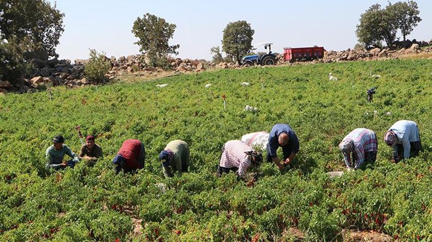 Kırmızı altın mesaisi başladı! 53 bin dekarlık alanda sıcak havaya rağmen durmuyorlar