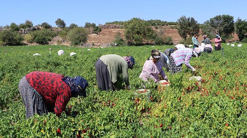 Kırmızı altın mesaisi başladı! 53 bin dekarlık alanda sıcak havaya rağmen durmuyorlar