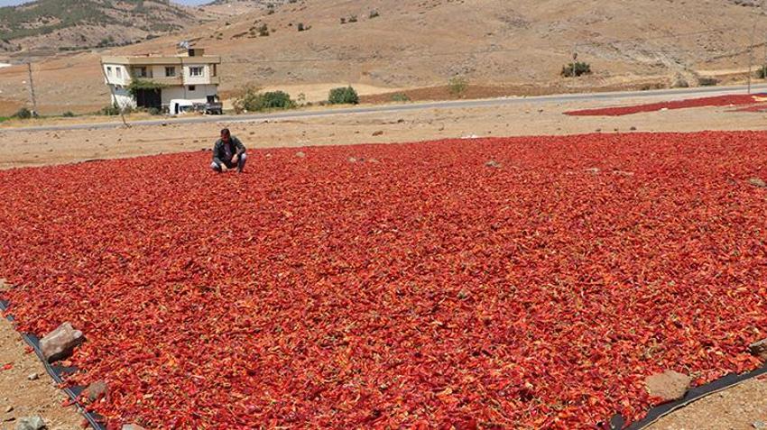 Kırmızı altın mesaisi başladı! 53 bin dekarlık alanda sıcak havaya rağmen durmuyorlar