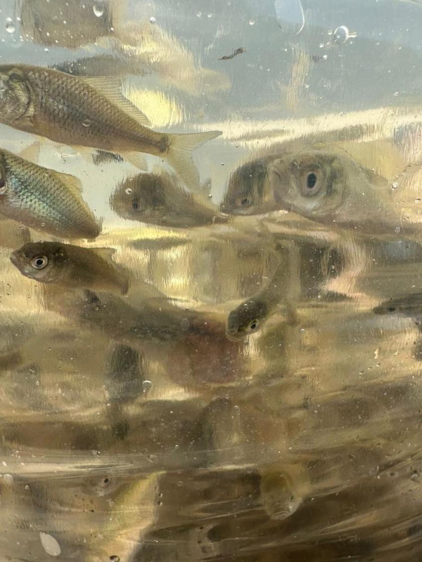 Bolu'da üretildi tüm Türkiye'ye dağıtıldı! 9 ilde 56 su kaynağıyla buluştu