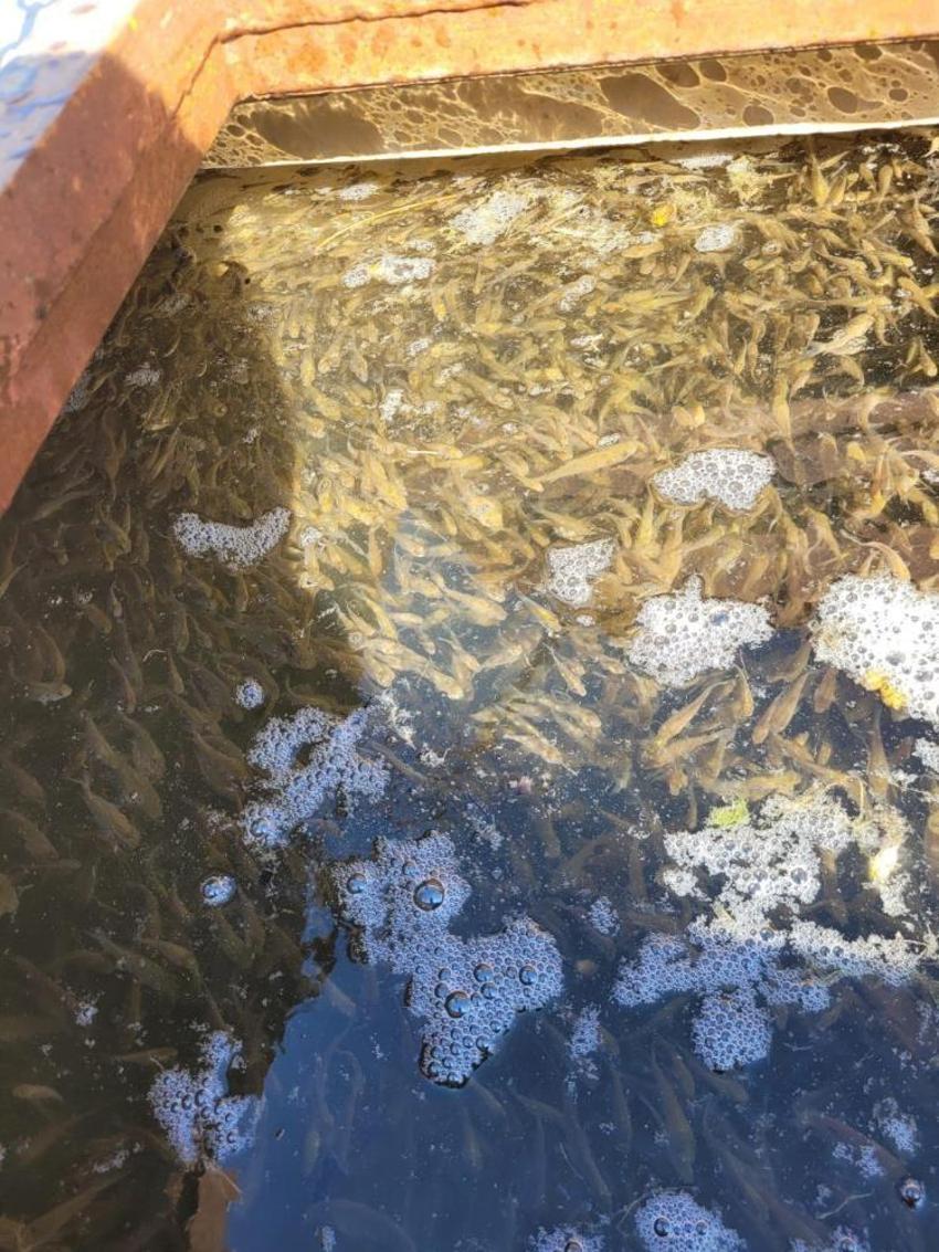 Bolu'da üretildi tüm Türkiye'ye dağıtıldı! 9 ilde 56 su kaynağıyla buluştu