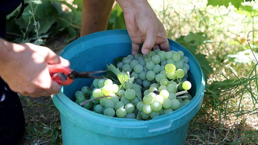 Dünyanın en narin meyvesi: Karabük'te hasat başladı, kilosu 150 lira!
