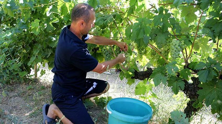 Dünyanın en narin meyvesi: Karabük'te hasat başladı, kilosu 150 lira!