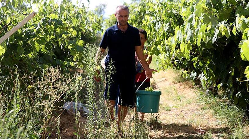 Dünyanın en narin meyvesi: Karabük'te hasat başladı, kilosu 150 lira!