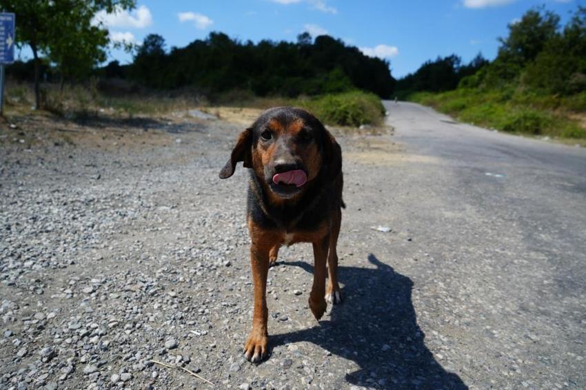 Samsun'da büyük tehlike sokağa indi: Kırsalda köpek sorunu büyüyor