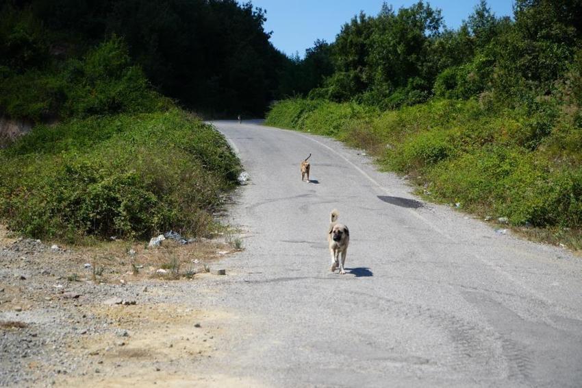 Samsun'da büyük tehlike sokağa indi: Kırsalda köpek sorunu büyüyor