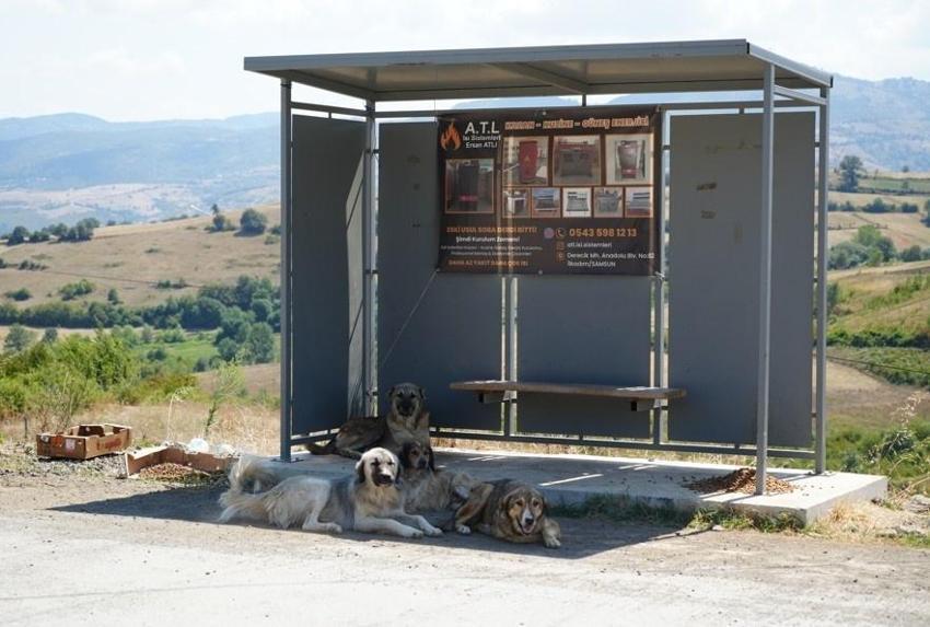 Samsun'da büyük tehlike sokağa indi: Kırsalda köpek sorunu büyüyor