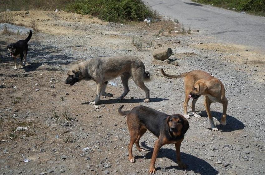 Samsun'da büyük tehlike sokağa indi: Kırsalda köpek sorunu büyüyor