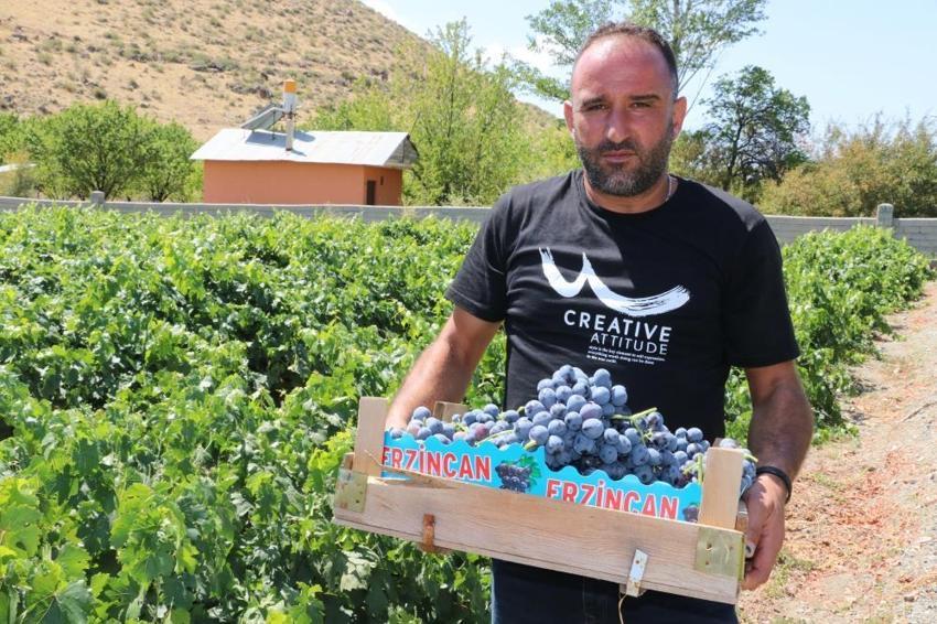 Türkiye'de üretim deposu Erzincan! Bu yıl hasat zengin edecek, kilosu 200 TL'den talep patladı