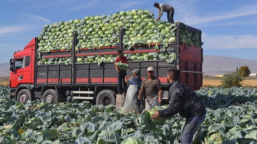 Niğde'de hasat başladı, yüzler gülüyor! Tarlada kilosu 10 TL'den satılıyor!