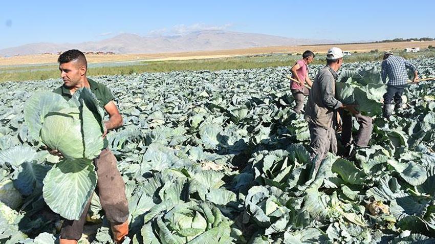 Niğde'de hasat başladı, yüzler gülüyor! Tarlada kilosu 10 TL'den satılıyor!