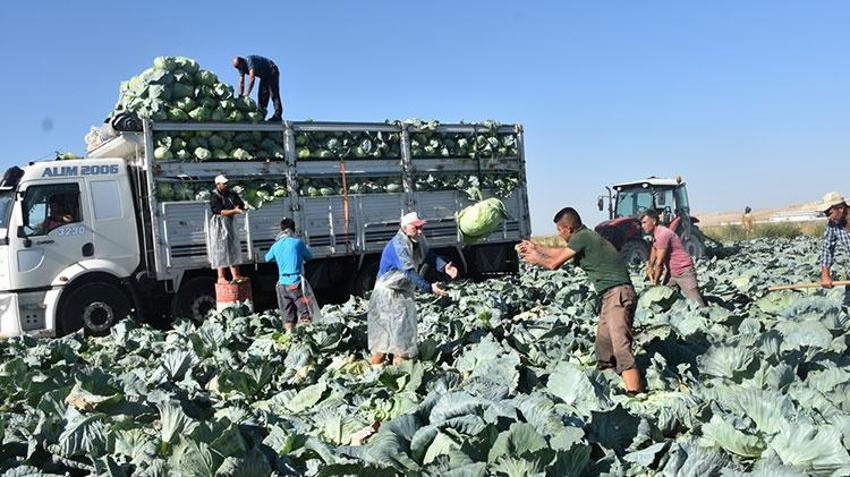 Niğde'de hasat başladı, yüzler gülüyor! Tarlada kilosu 10 TL'den satılıyor!