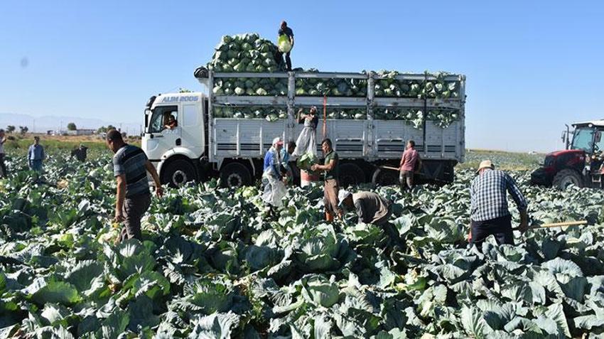 Niğde'de hasat başladı, yüzler gülüyor! Tarlada kilosu 10 TL'den satılıyor!