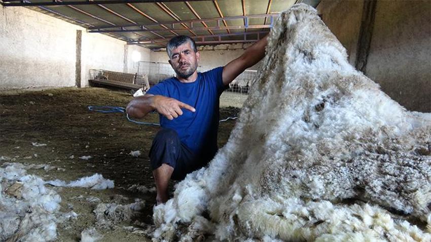 Kayseri'de hasadı başladı: 400 koyundan tonlarca elde ediyorlar!